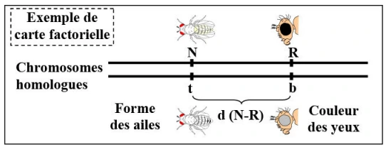 Les lois statistiques de la transmission des caractères héréditaires chez les diploïdes